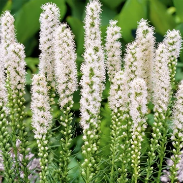 Liatris spicata 'Floristan Weiss' – Füzéres díszcsorba