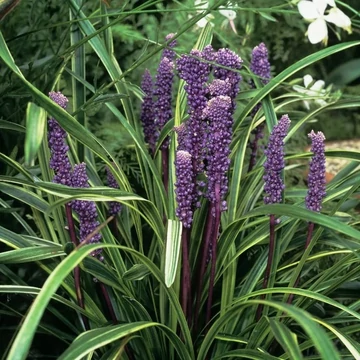 Liriope graminifolia – Fűlevelű gyepliliom