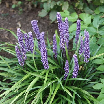 Liriope muscari 'Big Blue' – Gyöngyikés gyepliliom