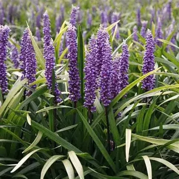 Liriope muscari 'Money Maker' – Gyöngyikés gyepliliom
