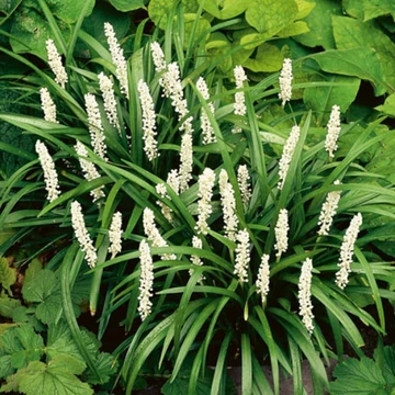 Liriope muscari 'Monroe White' – Gyöngyikés gyepliliom