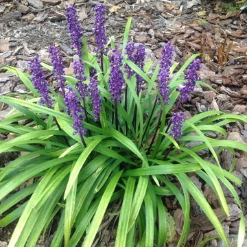 Liriope muscari 'Royal Purple' – Gyöngyikés gyepliliom