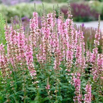 Lythrum salicaria 'Blush' – Réti füzény