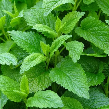Melissa officinalis – Citromfű