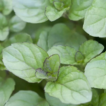 Mentha piperita 'Bergamot' – Borsmenta