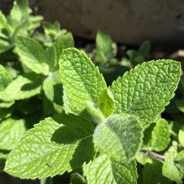 Mentha suaveolens – Alma illatú menta