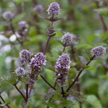 Mentha x piperita 'Agnes' – Borsmenta