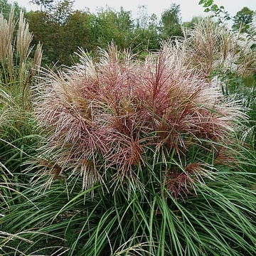 Miscanthus sinensis 'Polonus' – Molnárpántlika