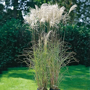 Miscanthus sinensis 'Silberfeder' – Molnárpántlika