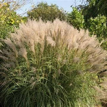 Miscanthus sinensis 'Gracillimus' - Molnárpántlika