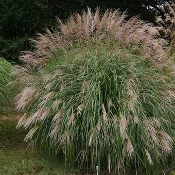 Miscanthus sinensis 'Herman Mussel' - Molnárpántlika