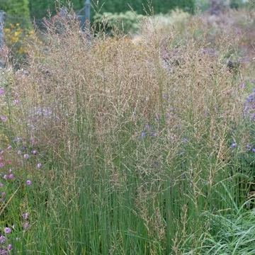 Molinia arundinacea 'Witches Broom' – Magas kékperje