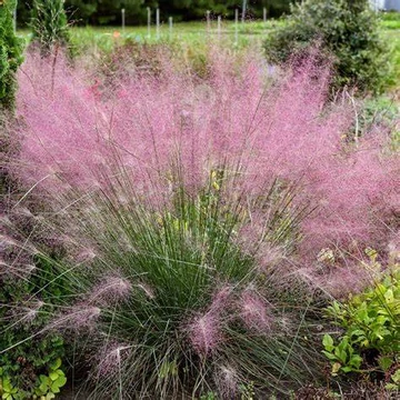 Muhlenbergia reverchonii 'Undaunted' – Vattacukorfű