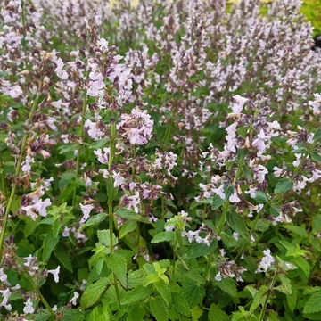 Nepeta racemosa 'Amelia' – Kaukázusi macskamenta