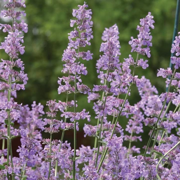 Nepeta racemosa 'Grog' - Kaukázusi macskamenta