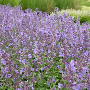 Nepeta 'Six Hills Giant' - Macskamenta