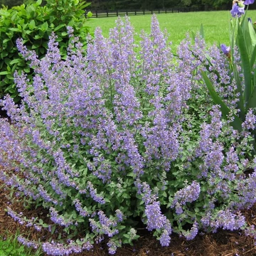 Nepeta x faassenii 'Kit Cat' - Macskamenta