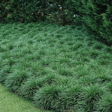 Ophiopogon japonicus 'Minor' – Japán kígyószakáll