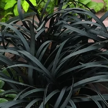 Ophiopogon planiscapus 'Niger' – Feketelombú, laposszárú kígyószakáll