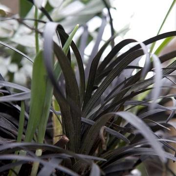 Ophipogon planiscapus 'Niger' – Feketelombú, laposszárú kígyószakáll