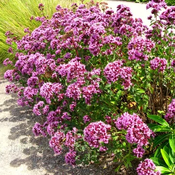 Origanum 'Rosenkuppel' – Oregánó