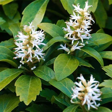 Pachysandra terminalis - Japán kövérke