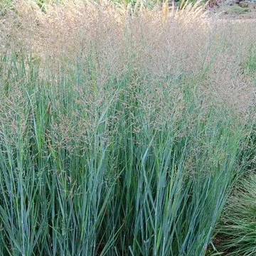 Panicum virgatum 'Heavy Metal' – Vesszős köles