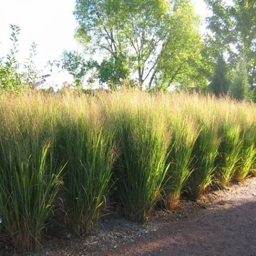 Panicum virgatum 'Northwind' - Vesszős köles