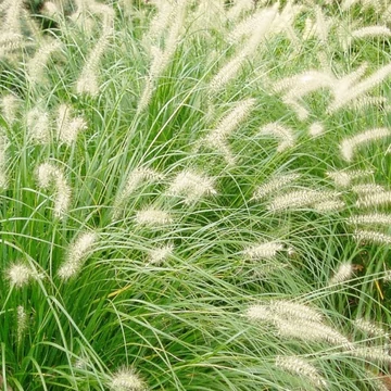 Pennisetum alopecuroides – Tollborzfű