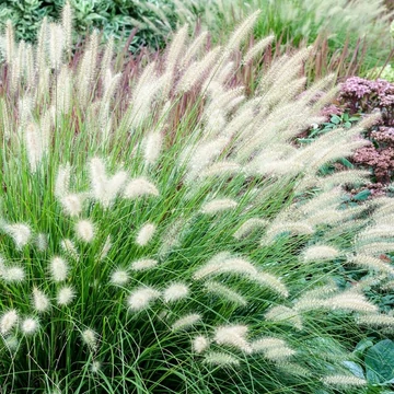 Pennisetum alopecuroides 'Hameln' - Tollborzfű