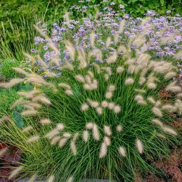 Pennisetum alopecuroides 'Little Bunny' - Tollborzfű