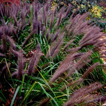 Pennisetum alopecuroides 'Moudry' - Tollborzfű