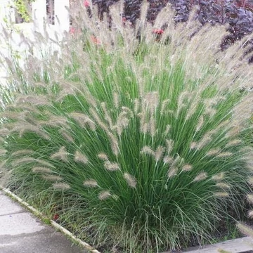Pennisetum alopecuroides 'Piglet' – Tollborzfű