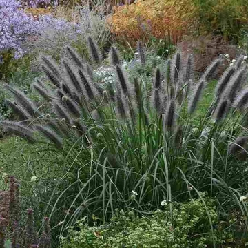Pennisetum alopecuroides var. viridescens' – Tollborzfű