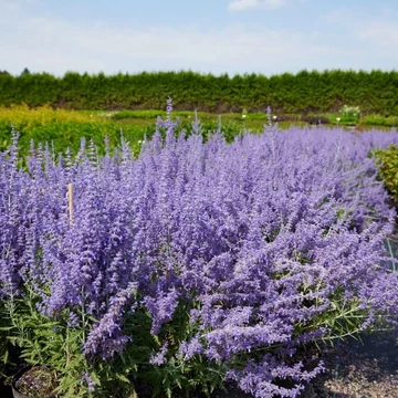 Perovskia atriplicifolia 'Lacey Blue' – Sudárzsálya