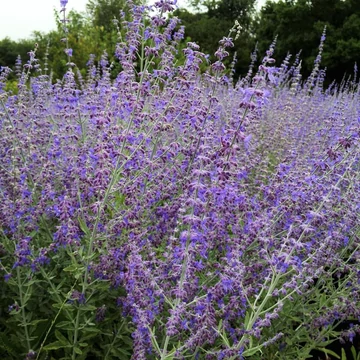 Perovskia atriplicifolia 'Little Spire' – Sudárzsálya
