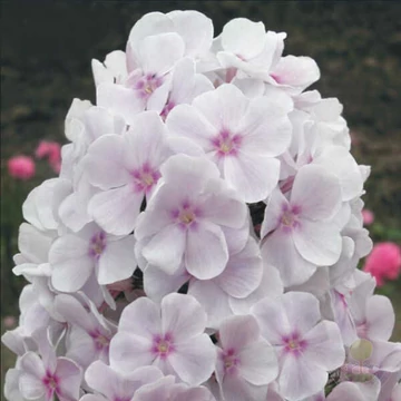 Phlox paniculata 'Atlant' – Bugás lángvirág