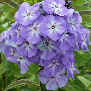 Phlox paniculata 'Blue Boy' – Bugás lángvirág