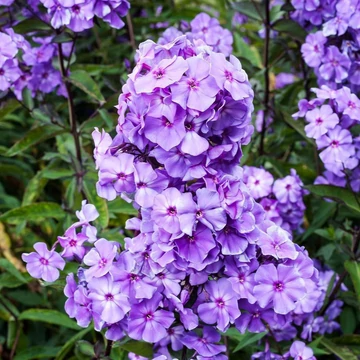 Phlox paniculata 'Blue Paradise' – Bugás lángvirág