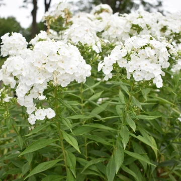 Phlox paniculata 'David' – Bugás lángvirág