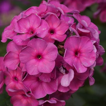 Phlox paniculata 'Dymczatnyj Koral' – Bugás lángvirág