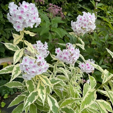 Phlox paniculata 'Nora Leigh' – Bugás lángvirág