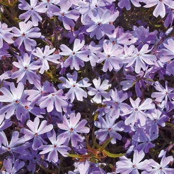 Phlox subulata 'Emerald Cushion Blue' - Árlevelű lángvirág