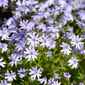 Phlox subulata 'Fabulous Blue Dark Center' – Árlevelű lángvirág
