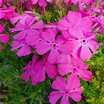 Phlox subulata 'McDaniel's Cushion' - Árlevelű lángvirág