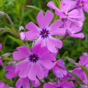 Phlox subulata 'Purple Beauty' - Árlevelű lángvirág
