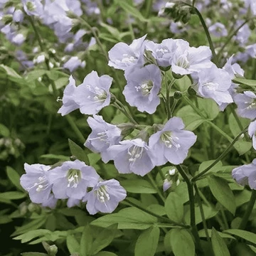Polemonium reptans 'Blue Pearl' – Indás csatavirág