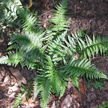Polystichum tsus-simense - Koreai sziklai páfrány