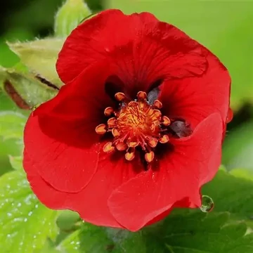 Potentilla 'Flamenco' – Pimpó