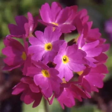 Primula denticulata 'Prom Deep Rose' – Gömbös kankalin